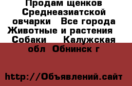 Продам щенков Среднеазиатской овчарки - Все города Животные и растения » Собаки   . Калужская обл.,Обнинск г.